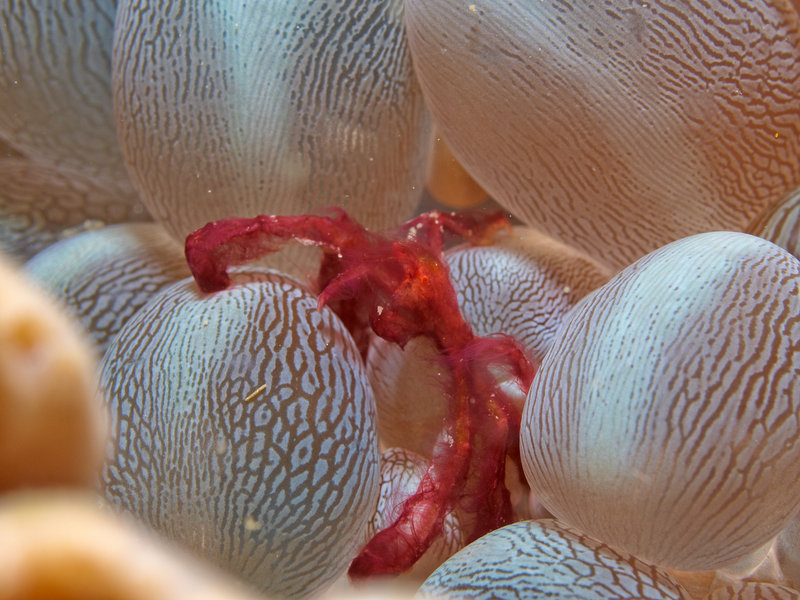 Orang Utan crab, Sinandigan Wall